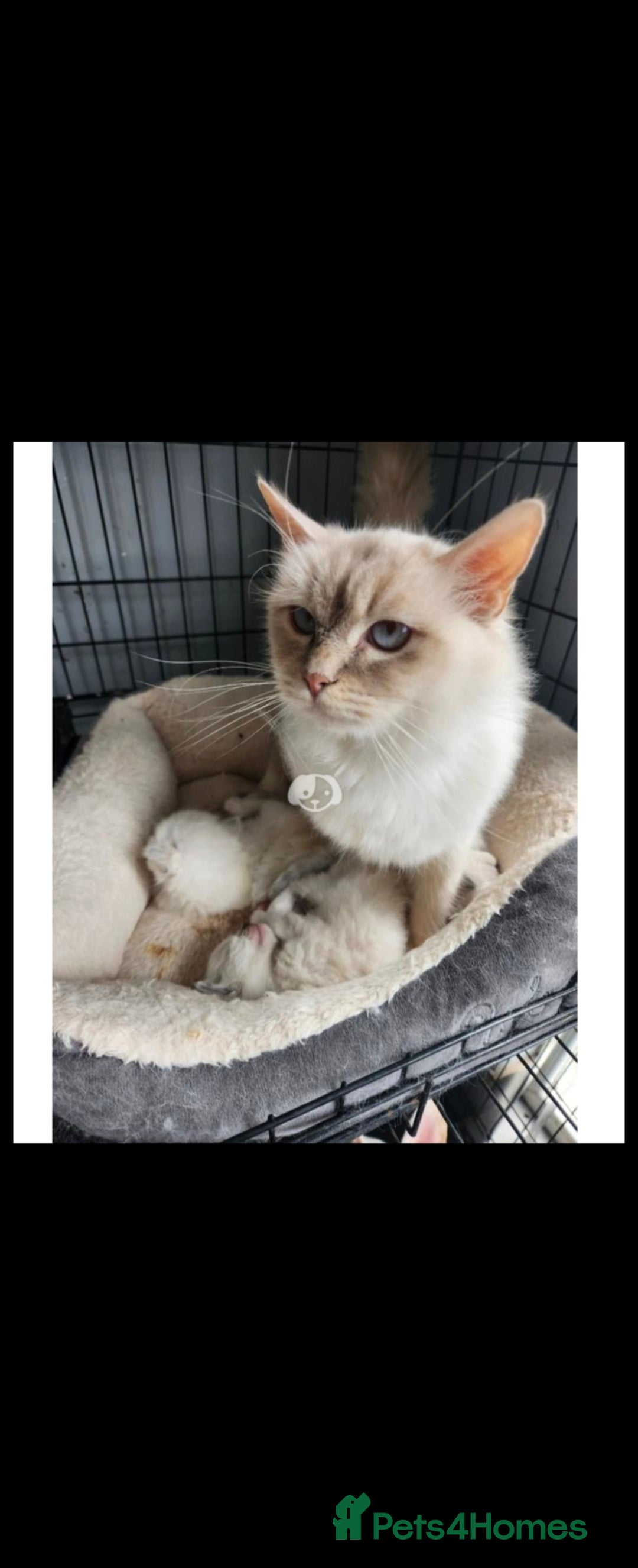 Ragdoll cats for sale: 2 Stunning Ragdolls Kittens Left  - Image 14