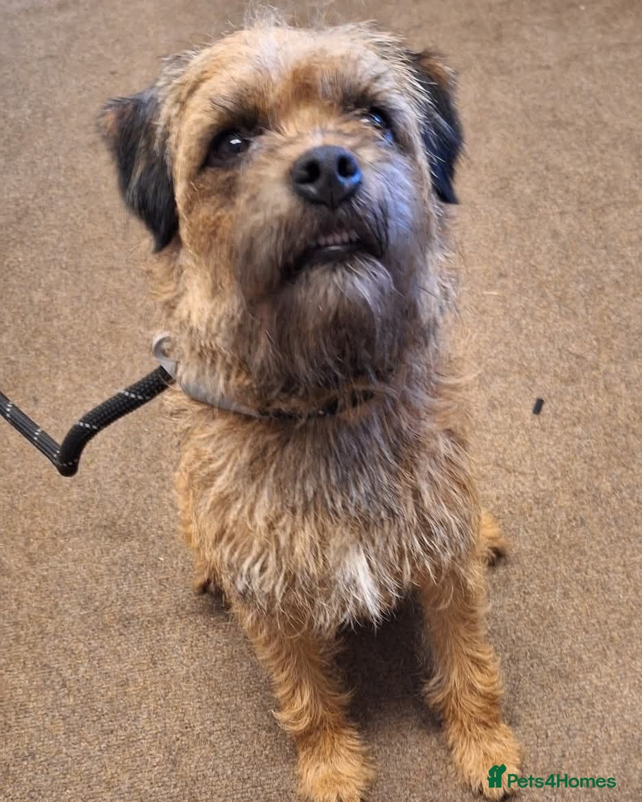 Border Terrier dogs 4 year old Border terrier - Advert 8