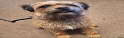 Border Terrier dogs for sale: 4 year old Border terrier - Advert 1