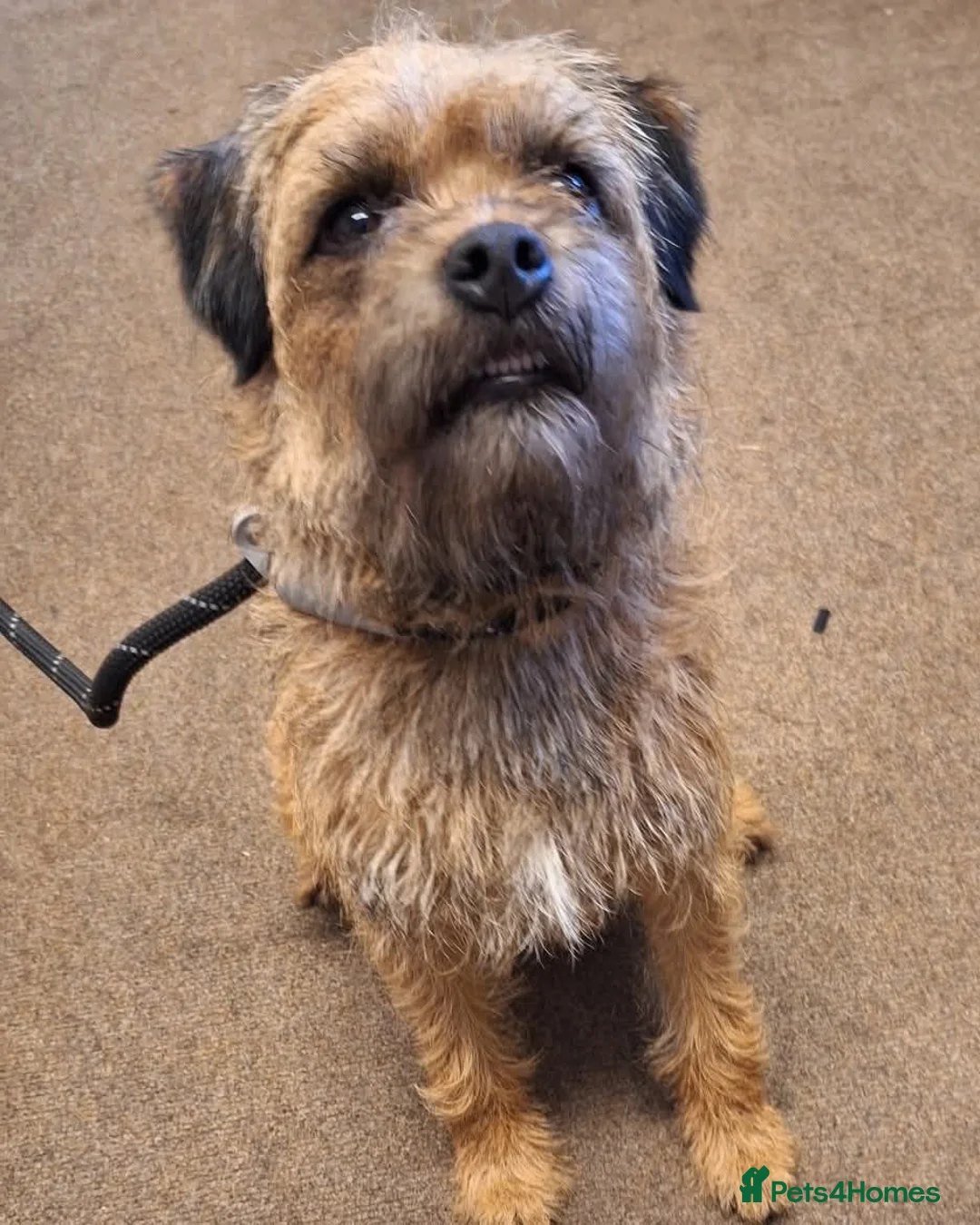 Border Terrier dogs for sale: 4 year old Border terrier - Advert 1