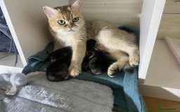 British Shorthair cats for sale: British short hair - Image 8