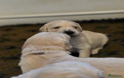 Golden Retriever dogs for sale: KC registered health tested puppies - Image 4