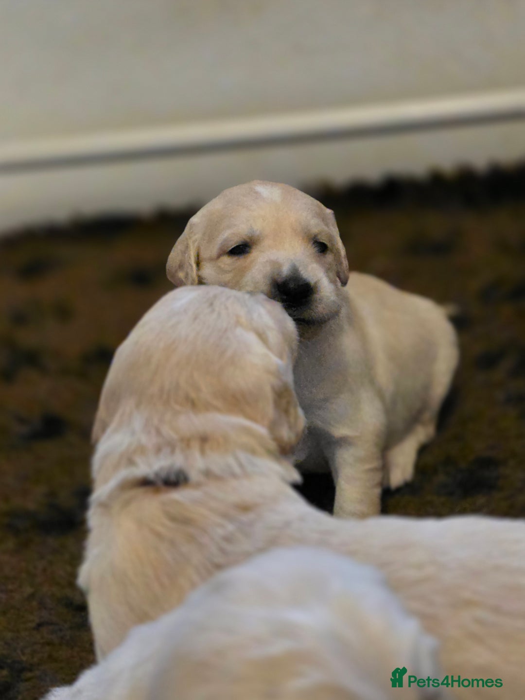 Golden Retriever dogs for sale: KC registered health tested puppies - Image 4