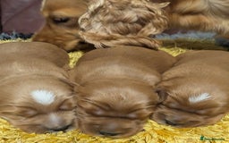 Cockalier dogs for sale: Stunning Health Tested Cockalier Puppies - Image 21