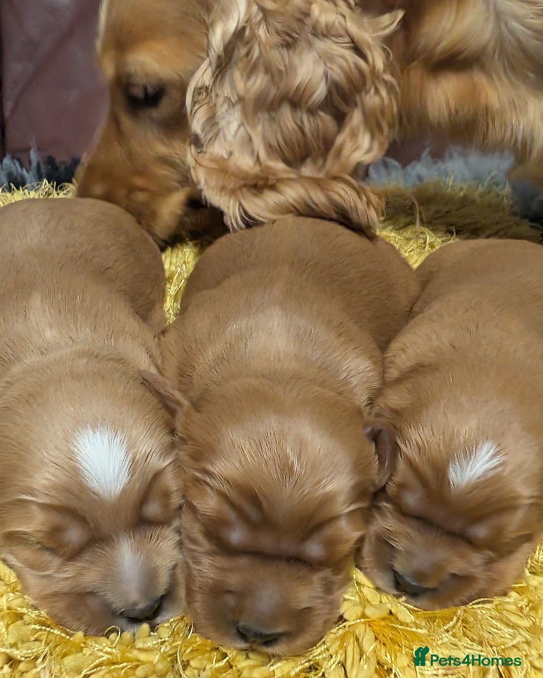 Cockalier dogs for sale: Stunning Health Tested Cockalier Puppies - Image 21