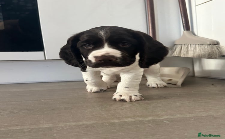 Sprocker dogs - Advert 1