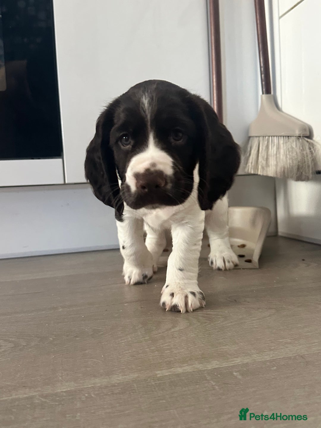 Sprocker dogs for sale: 🐶 Beautiful 9 weeks old Sprocker  - Image 1