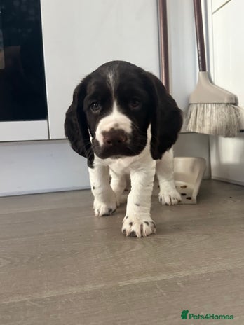 Sprocker dogs - Advert 1