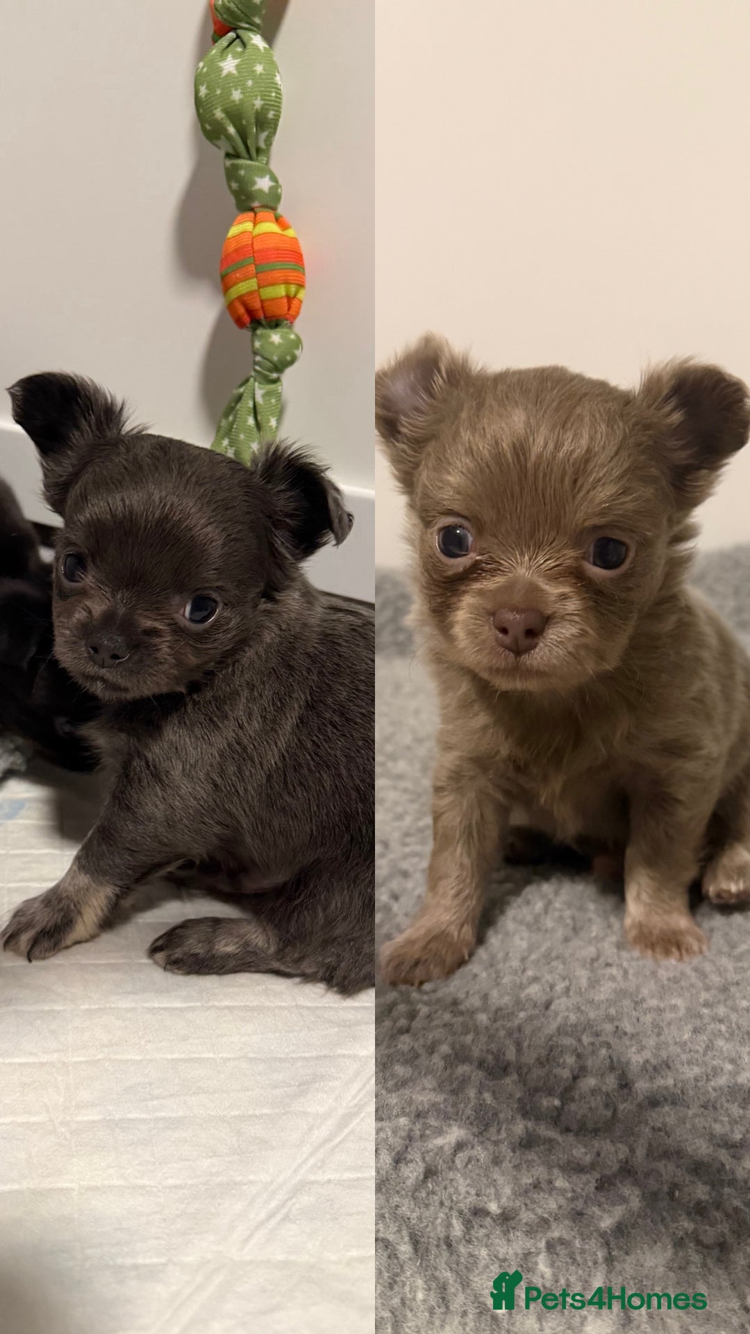 Chihuahua dogs for sale: Stunning Chihuahua Puppies ⭐️ - Advert 1