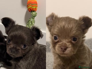 Chihuahua dogs Stunning Chihuahua Puppies ⭐️ - Advert 17