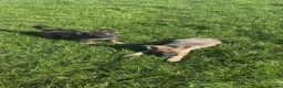German Shepherd dogs for sale: 2 German Shepherd Pups in Huddersfield - Advert 3