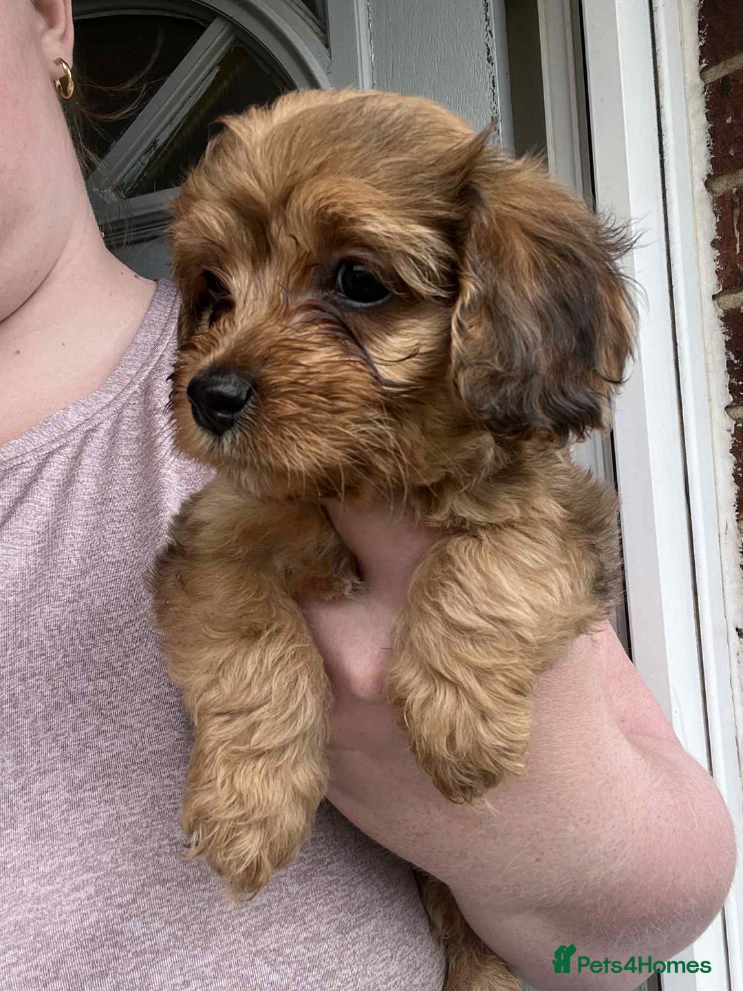 Mixed Breed dogs for sale: *Ready Now* Maltipoo X Cockapoo Puppies  - Image 7