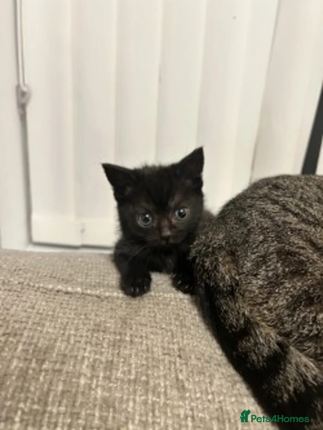 Mixed Breed cats for sale: Gorgeous Kittens Ready for Their New Homes - Advert 6