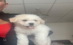 Bichon Frise dogs for sale: Bichon frise puppies 2 boys 1 girl - Image 14