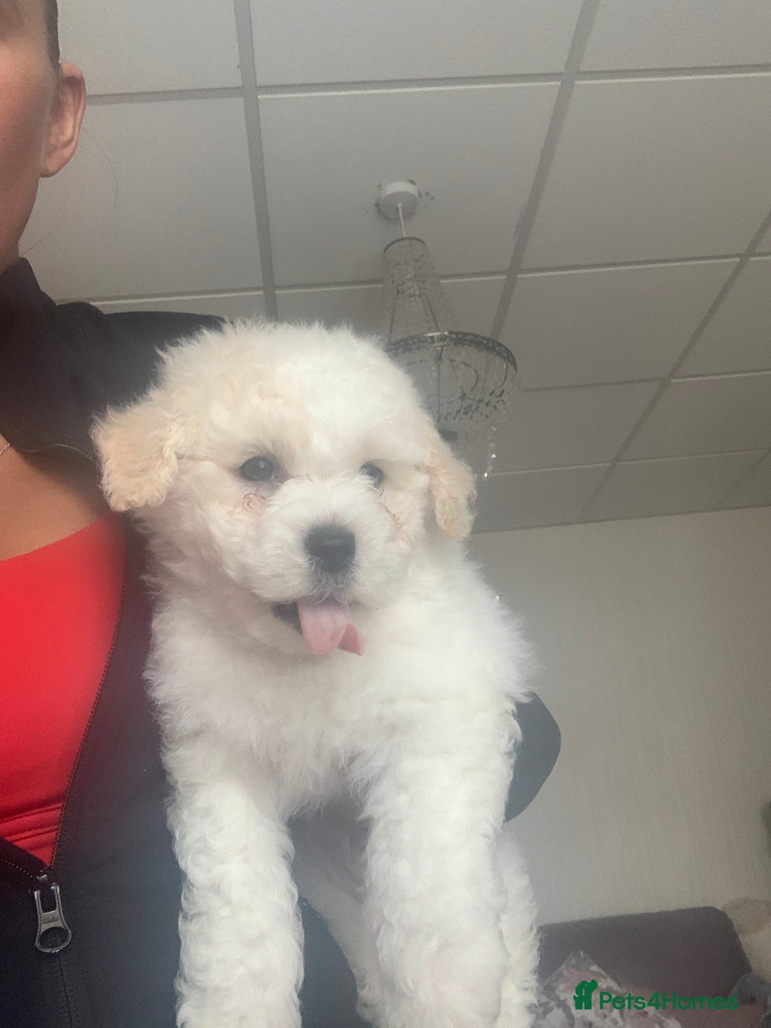 Bichon Frise dogs for sale: Bichon frise puppies 2 boys 1 girl - Image 14