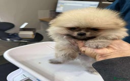 Pomeranian dogs for sale: Beautiful ** Pomeranians - Image 5