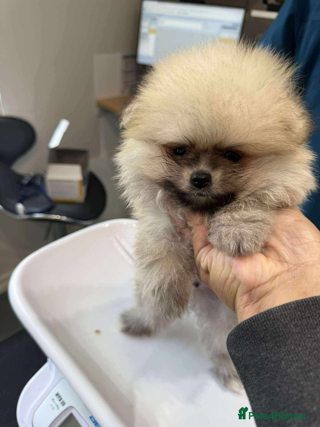 Pomeranian dogs for sale: Beautiful ** Pomeranians - Image 5