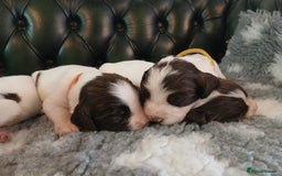 English Springer Spaniel dogs for sale: Kc Reg English Springer spaniel boys in Dorchester - Image 22