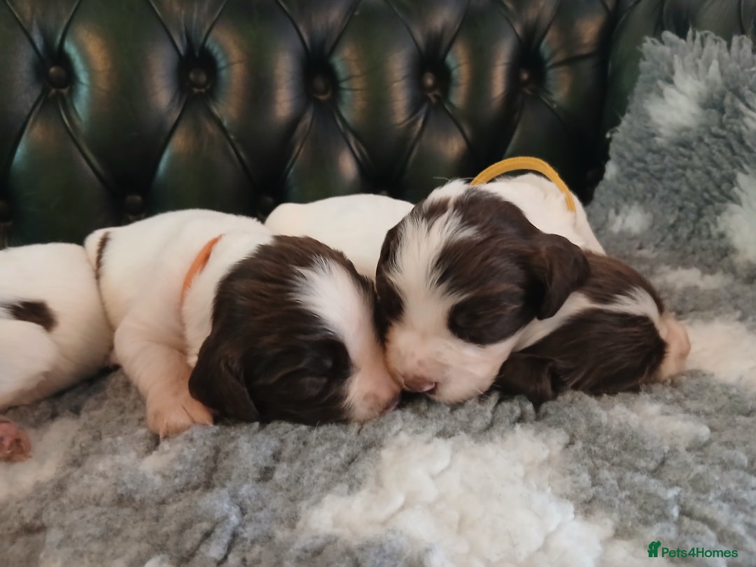 English Springer Spaniel dogs for sale: Kc Reg English Springer spaniel boys in Dorchester - Image 22