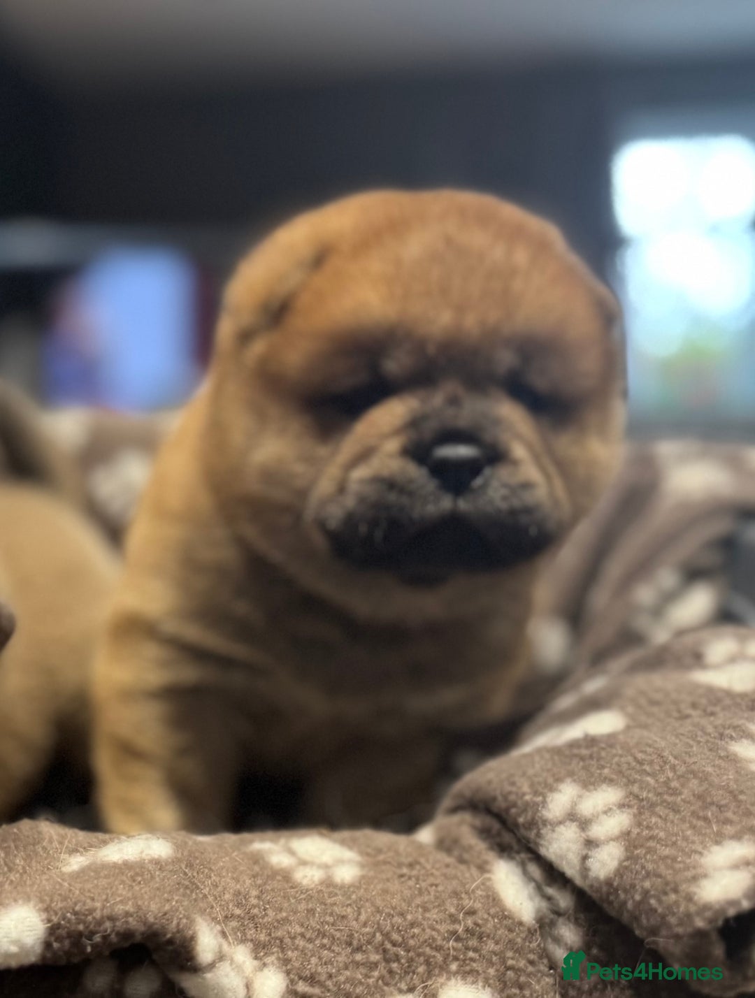 Chow Chow dogs for sale: Stunning smooth chows  - Advert 6