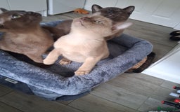 Burmese cats for sale: Stunning burmese kittens available. - Image 3
