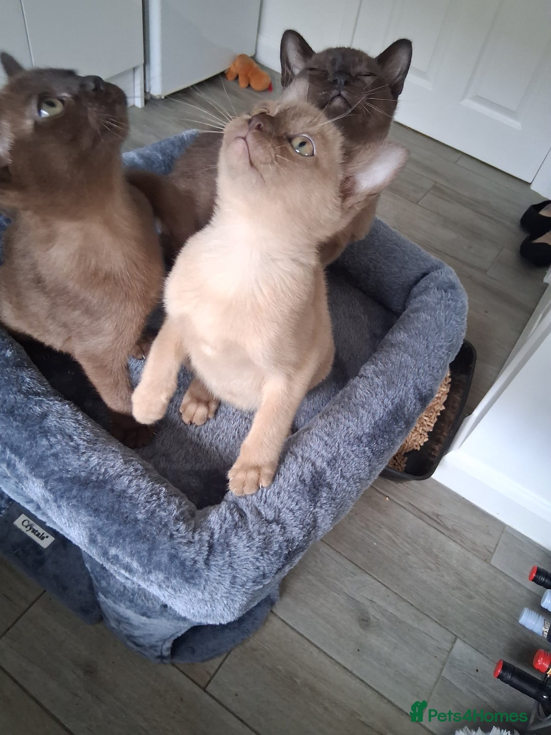 Burmese cats for sale: Stunning burmese kittens available. - Image 3