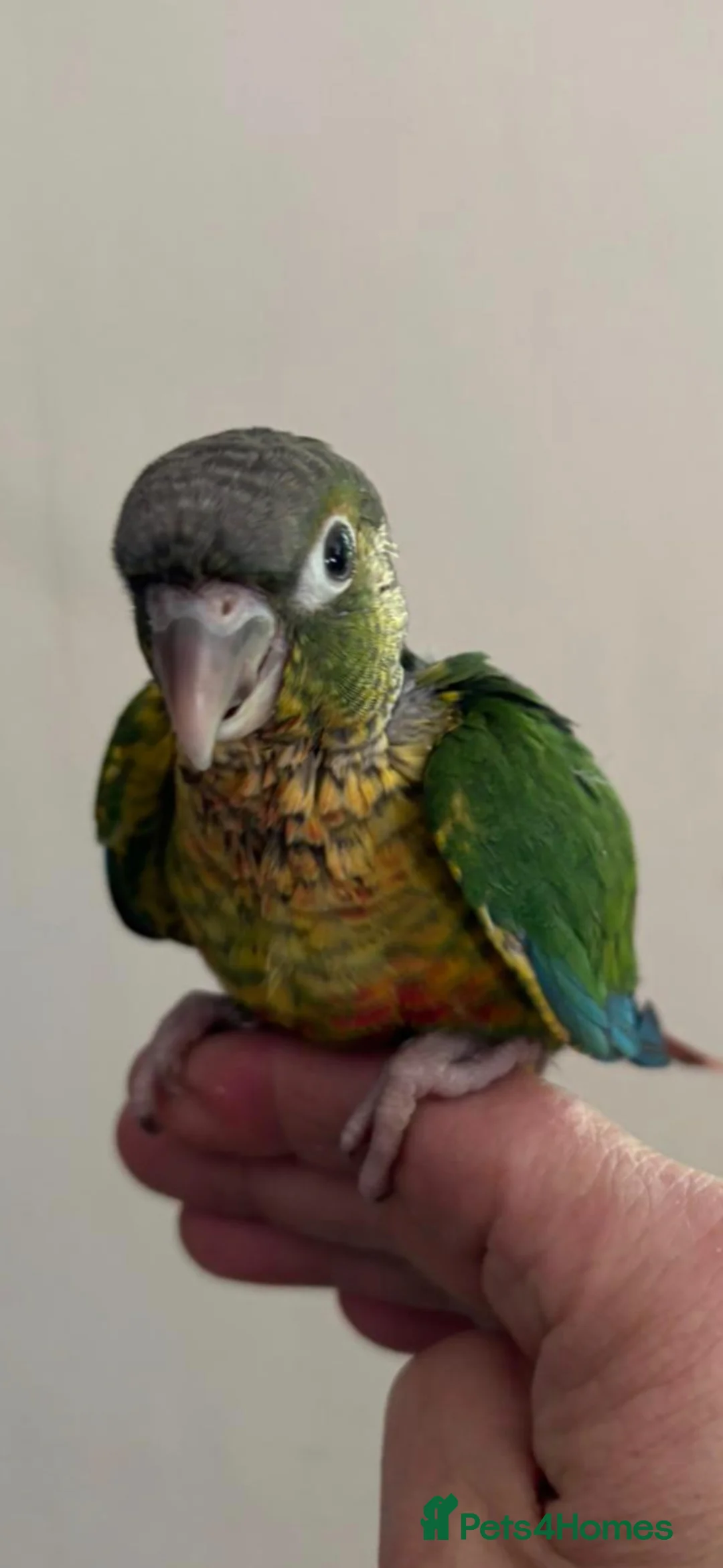 Conures birds for sale: Hand reared greencheek conures  - Advert 2
