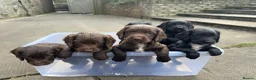 Sprocker dogs for sale: F1 sprocker puppies , ready to go - Advert 1
