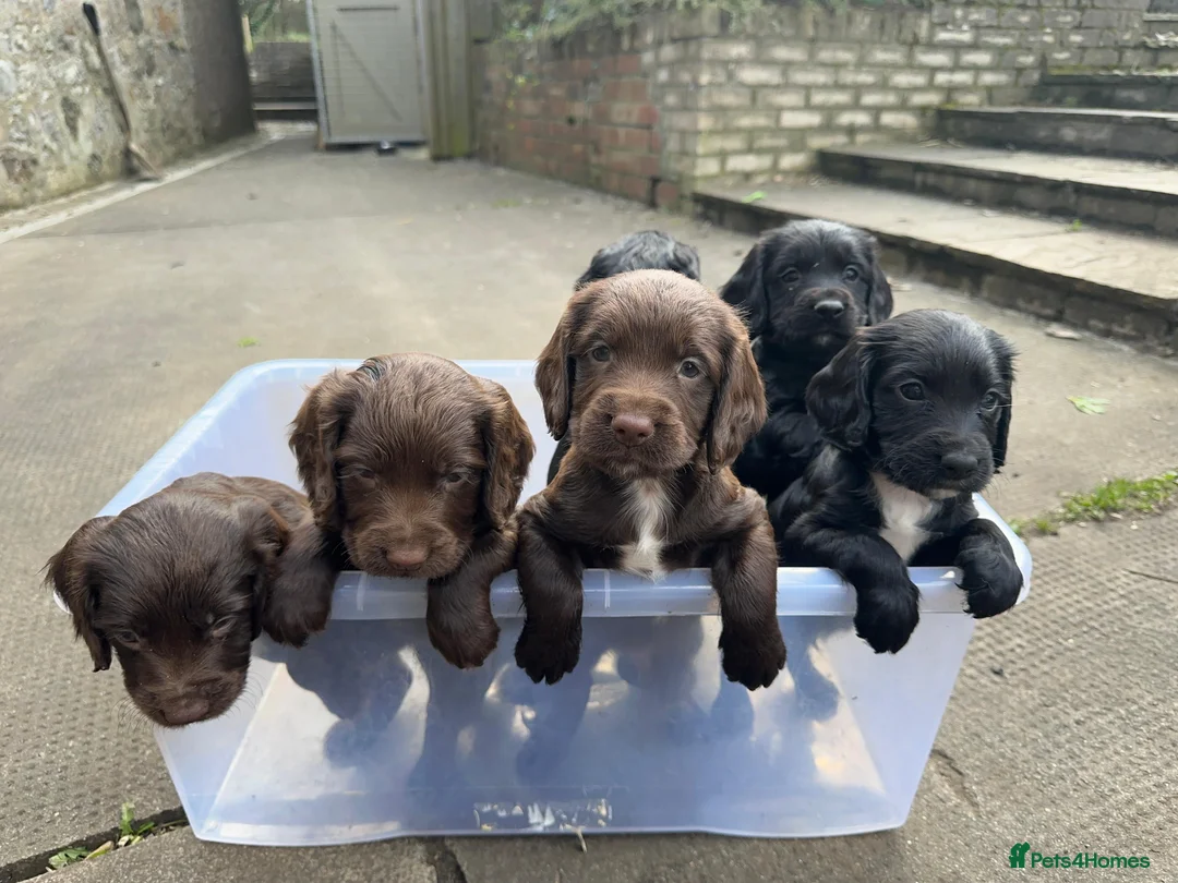 Sprocker dogs for sale: F1 sprocker puppies , ready to go - Advert 1
