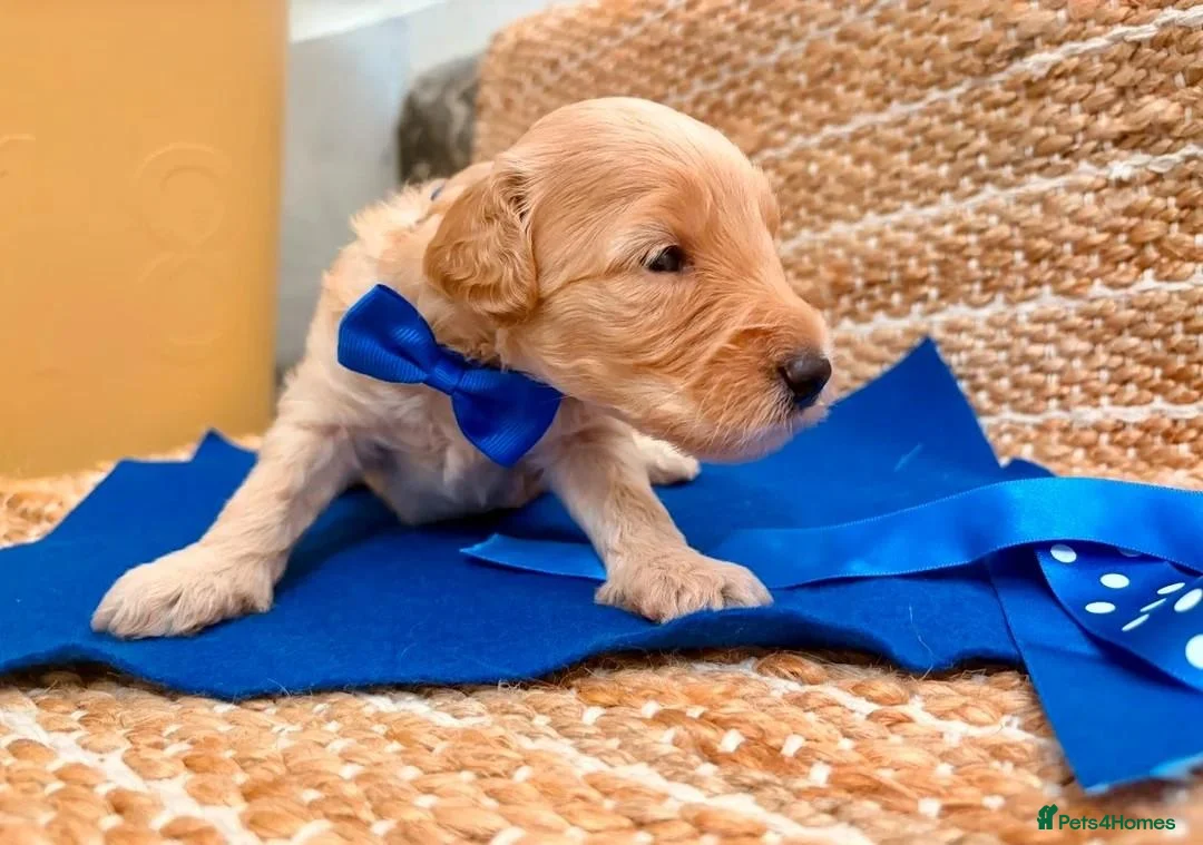 Labradoodle dogs for sale: Gorgeous Apricot & Red Labradoodle Puppies. in Manchester - Advert 2