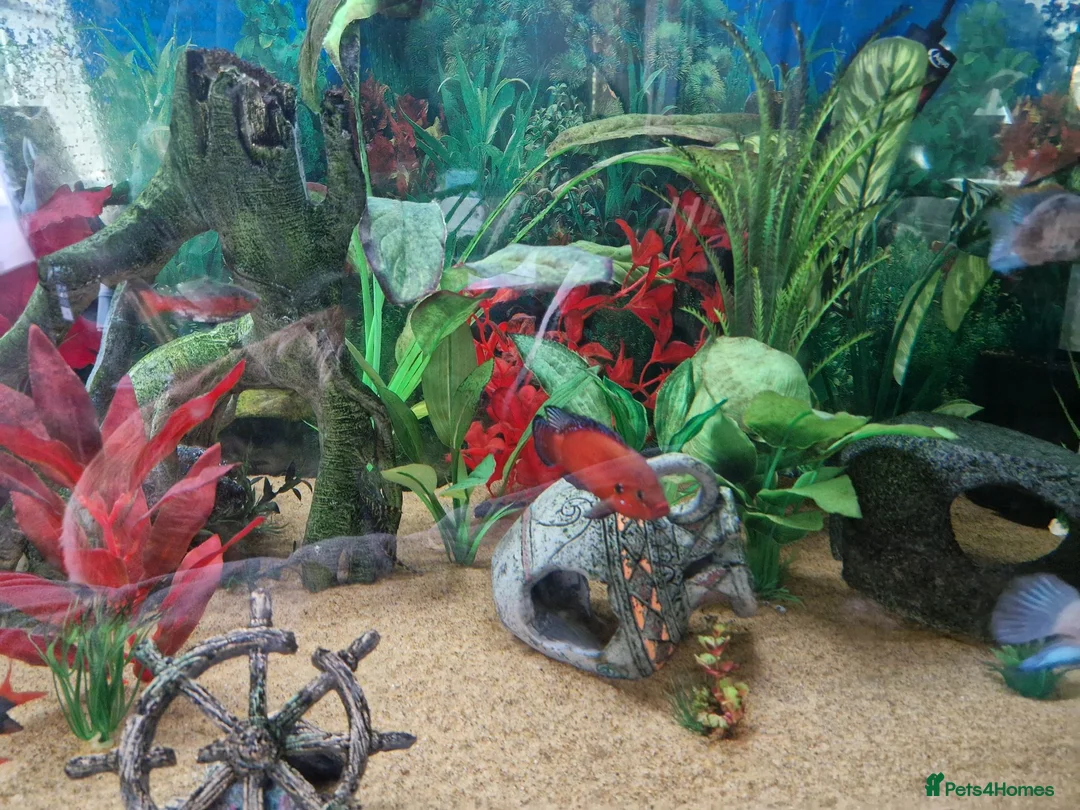 Cichlids fish for sale: Cichlids for sales - Advert 2