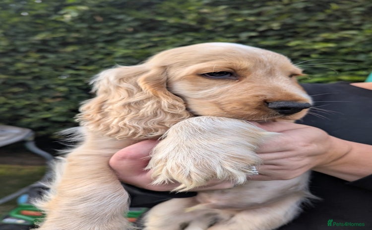 Cocker Spaniel dogs - Advert 1