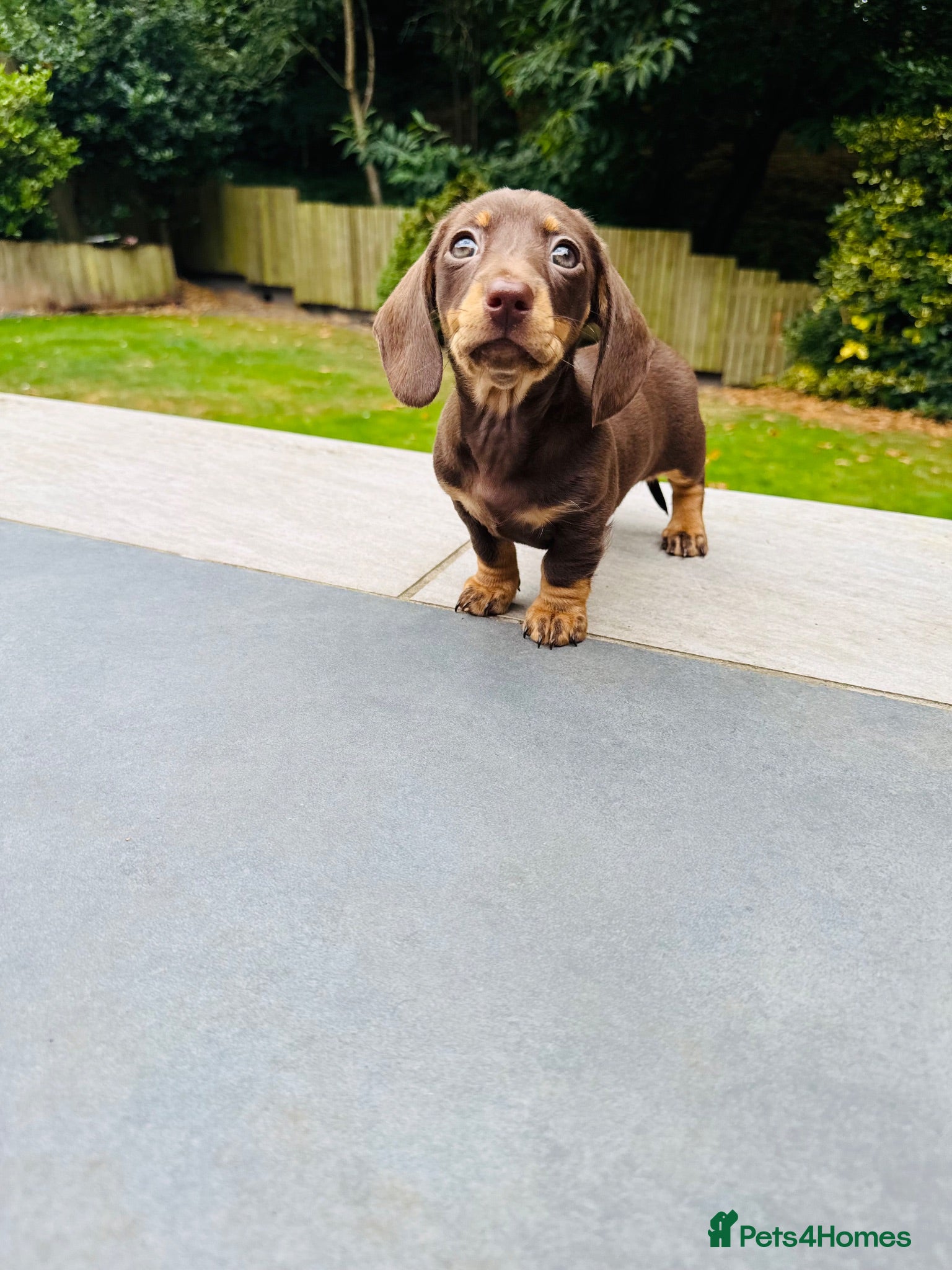 Miniature Dachshund dogs Ready now. KC. PRA Clear. Mini Dachshunds.Stunning - Advert 9