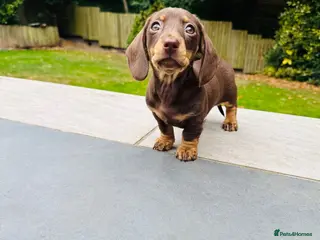 Miniature Dachshund dogs Ready now. KC. PRA Clear. Mini Dachshunds.Stunning - Advert 9