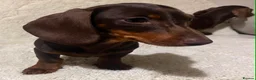 Miniature Dachshund dogs for sale: Miniature dachshund puppies  in Preston - Advert 3