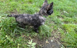 Cairn Terrier dogs for sale: Handsome Cairn Terrier Boy - Image 7