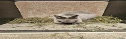 Netherland Dwarf rabbits for sale: Pure bred Marten Smoke Dwarf Buck - Advert 2