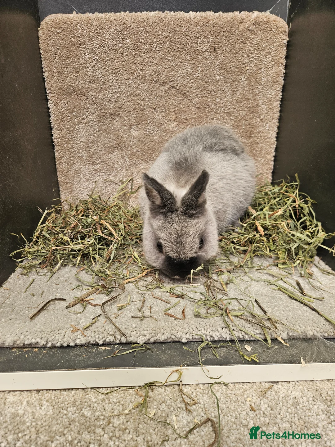 Netherland Dwarf rabbits for sale: Pure bred Marten Smoke Dwarf Buck - Advert 2