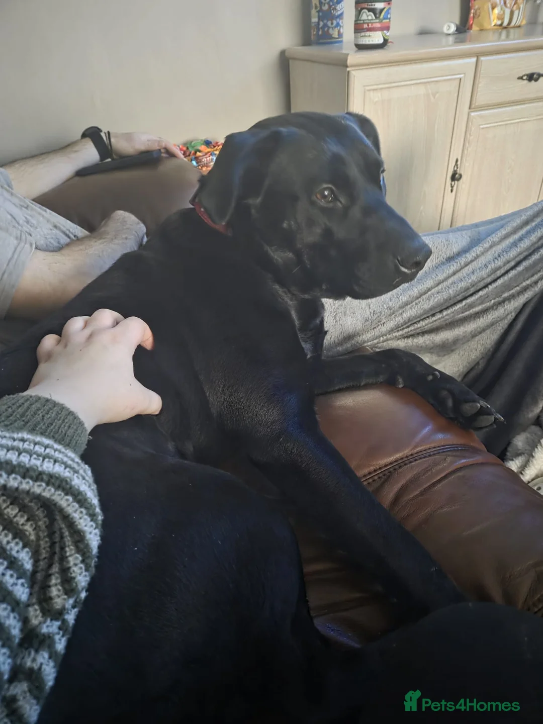 Mixed Breed dogs for adoption: 💖🐶 NICOL 🐶💖 - Advert 6