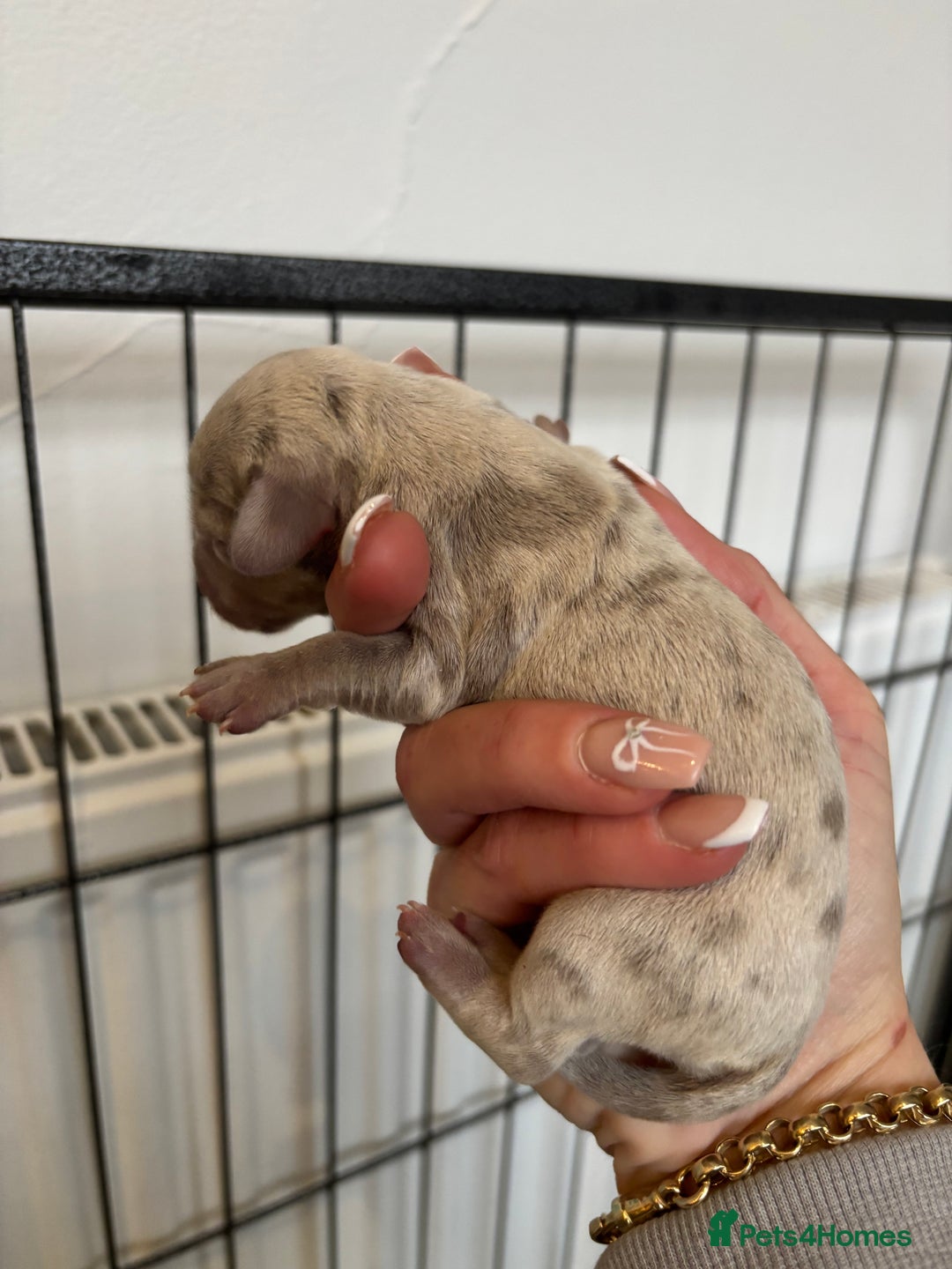 Dachshund dogs for sale: Miniature dashaund - Advert 12