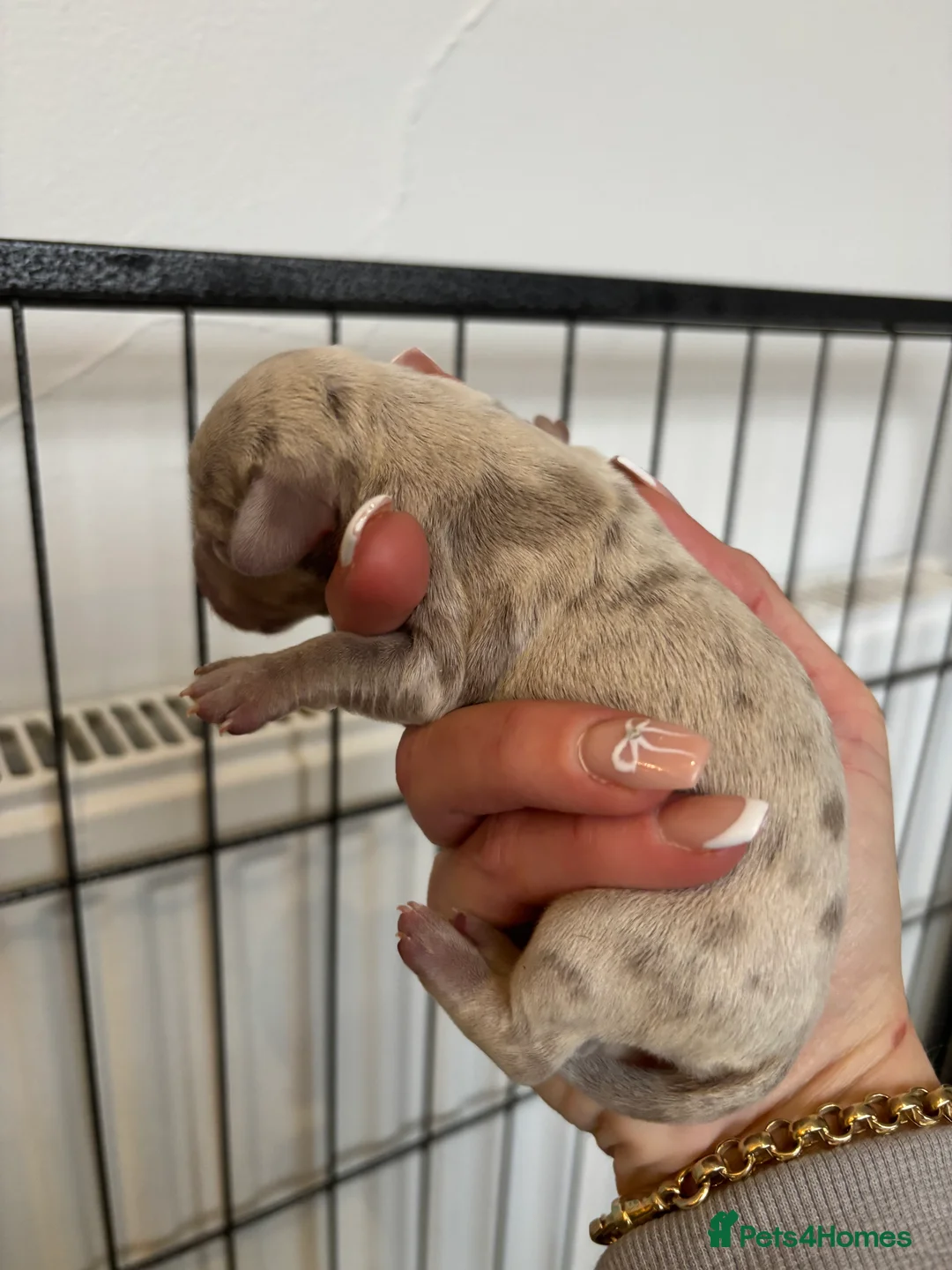 Dachshund dogs for sale: Miniature dashaund - Advert 15