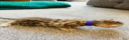 Bengal cats for sale: Amazing Bengal Kittens for sale  - Advert 33