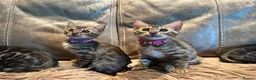 Bengal cats for sale: Pure Bengal Kittens ❤️ready for their new home 🏡  - Advert 13