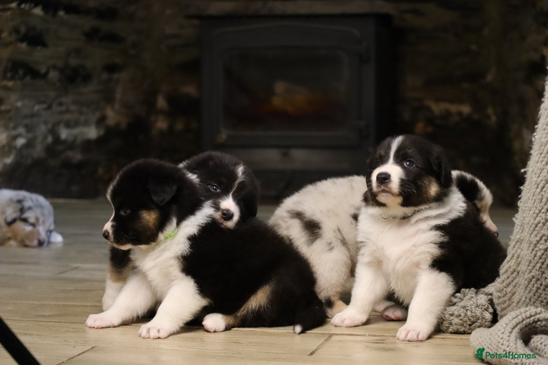 Australian Shepherd dogs for sale: Australian Shepherd Puppies  - Image 26