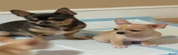 Chihuahua dogs for stud: FOR STUD ONLY  - Advert 7