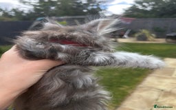 Maine Coon cats for sale: Maine coon kittens  - Image 16
