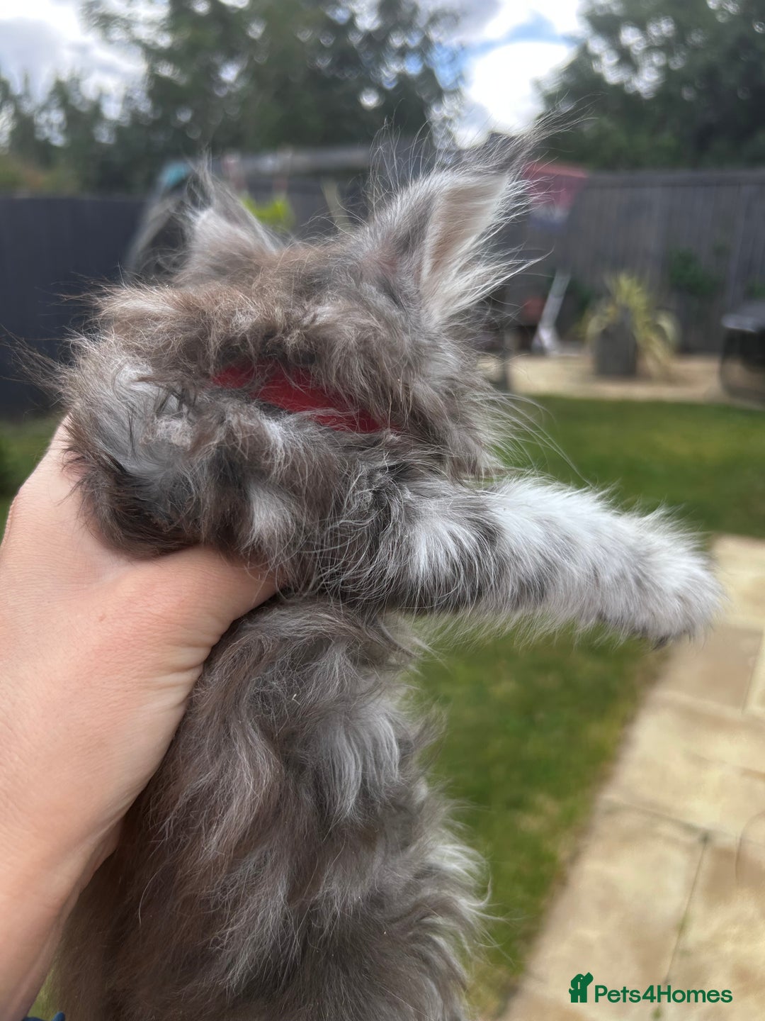 Maine Coon cats for sale: Maine coon kittens  - Image 16