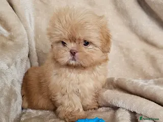 Shih Tzu dogs Ready now - Advert 1