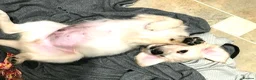 Golden Retriever dogs for sale: Championship lines puppies-ready now - Advert 3