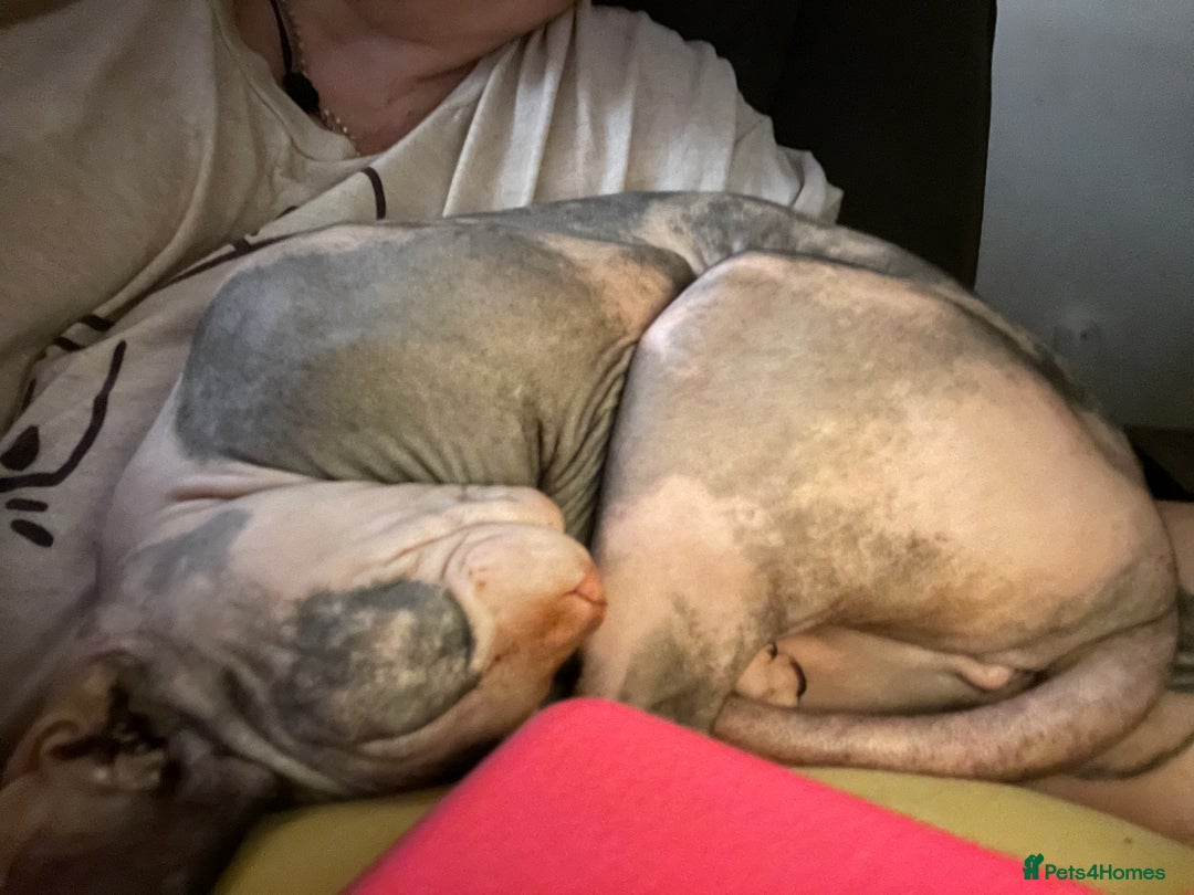 Sphynx cats for sale: Sphynx female 2 years old intact  - Image 5